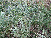 07.11.2010 16:22:30
Hofstätter See
Garchinger Umland
Garchinger.de