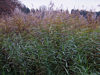 07.11.2010 16:22:44
Hofstätter See
Garchinger Umland
Garchinger.de