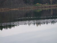 07.11.2010 16:25:17
Hofstätter See
Garchinger Umland
Garchinger.de