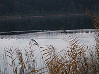 07.11.2010 17:24:40
Hofstätter See
Garchinger Umland
Garchinger.de