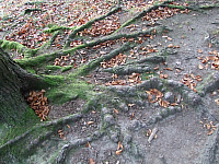 07.11.2010 17:26:36
Hofstätter See
Garchinger Umland
Garchinger.de