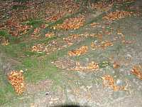 07.11.2010 17:27:02
Hofstätter See
Garchinger Umland
Garchinger.de