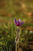 25.04.2013 18:57:09
Kuhschellen
Garchinger Umland
Garchinger.de