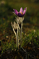 Kuhschellen
Garchinger Heide
2013-04-25_Heide