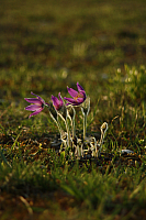 25.04.2013 18:58:05
Kuhschellen
Garchinger Umland
Garchinger.de