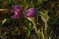 25.04.2013 18:59:49
Kuhschellen
Garchinger Umland
Garchinger.de