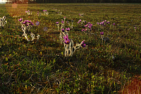 25.04.2013 19:01:05
Kuhschellen
Garchinger Umland
Garchinger.de