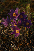 25.04.2013 19:02:29
Kuhschellen
Garchinger Umland
Garchinger.de