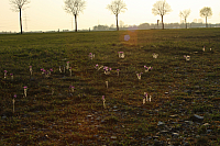 25.04.2013 19:02:55
Kuhschellen
Garchinger Umland
Garchinger.de