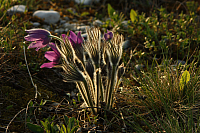 25.04.2013 19:06:16
Kuhschellen
Garchinger Umland
Garchinger.de