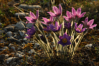 25.04.2013 19:07:01
Kuhschellen
Garchinger Umland
Garchinger.de