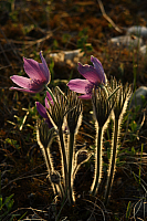 25.04.2013 19:07:37
Kuhschellen
Garchinger Umland
Garchinger.de
