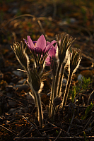 25.04.2013 19:16:54
Kuhschellen
Garchinger Umland
Garchinger.de