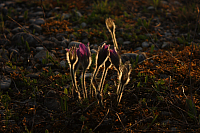 25.04.2013 19:17:36
Kuhschellen
Garchinger Umland
Garchinger.de