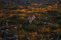 25.04.2013 19:20:09
Kuhschellen
Garchinger Umland
Garchinger.de