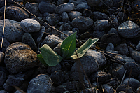 25.04.2013 19:20:46
Kuhschellen
Garchinger Umland
Garchinger.de