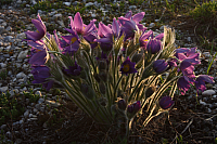 25.04.2013 19:22:16
Kuhschellen
Garchinger Umland
Garchinger.de