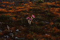 25.04.2013 19:24:19
Kuhschellen
Garchinger Umland
Garchinger.de