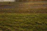 25.04.2013 19:29:47
Kuhschellen
Garchinger Umland
Garchinger.de