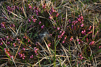 25.04.2013 19:43:13
Kuhschellen
Garchinger Umland
Garchinger.de