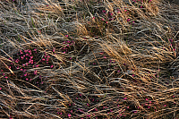 25.04.2013 19:45:02
Kuhschellen
Garchinger Umland
Garchinger.de