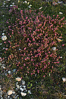 25.04.2013 19:46:07
Kuhschellen
Garchinger Umland
Garchinger.de