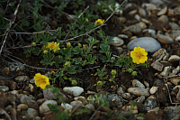 25.04.2013 19:49:34
Kuhschellen
Garchinger Umland
Garchinger.de