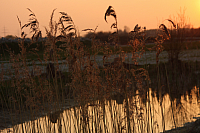 25.04.2013 19:59:56
Kuhschellen
Garchinger Umland
Garchinger.de