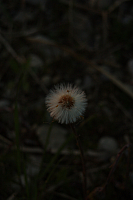 25.04.2013 20:00:29
Kuhschellen
Garchinger Umland
Garchinger.de