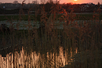 25.04.2013 20:09:24
Kuhschellen
Garchinger Umland
Garchinger.de
