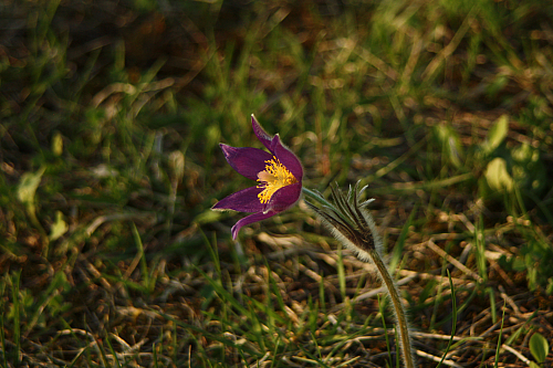 25.04.2013 18:56:34
Kuhschellen - Garchinger Umland - Garchinger.de