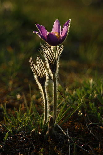 25.04.2013 18:57:53
Kuhschellen - Garchinger Umland - Garchinger.de