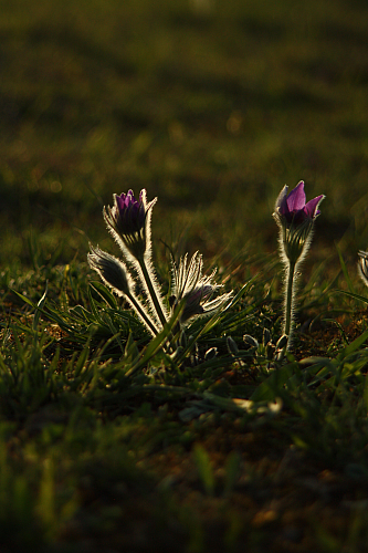 25.04.2013 18:58:18
Kuhschellen - Garchinger Umland - Garchinger.de