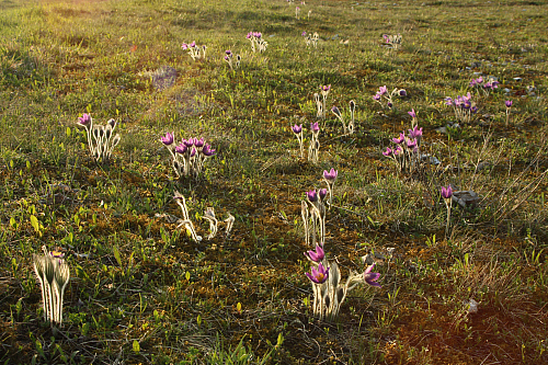 25.04.2013 19:01:27
Kuhschellen - Garchinger Umland - Garchinger.de