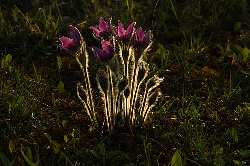 25.04.2013 19:05:49
Kuhschellen - Garchinger Umland - Garchinger.de