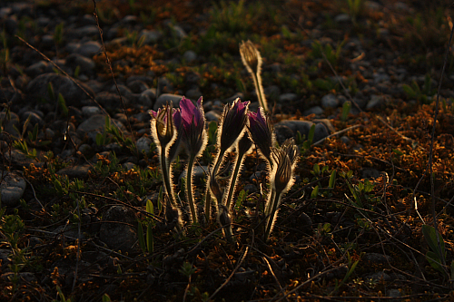 25.04.2013 19:17:36
Kuhschellen - Garchinger Umland - Garchinger.de