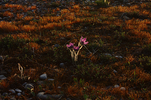 25.04.2013 19:24:19
Kuhschellen - Garchinger Umland - Garchinger.de