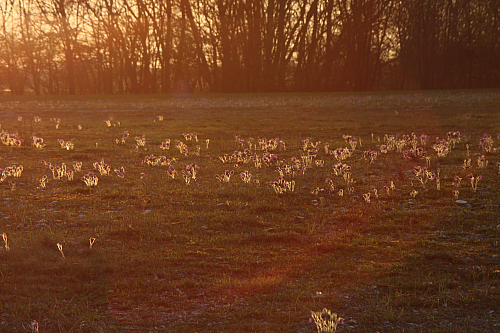 25.04.2013 19:37:00
Kuhschellen - Garchinger Umland - Garchinger.de