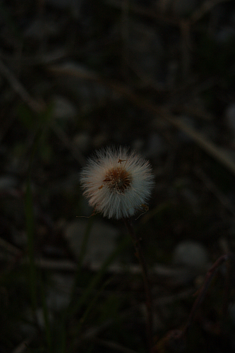 25.04.2013 20:00:29
Kuhschellen - Garchinger Umland - Garchinger.de