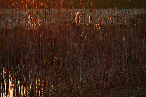 25.04.2013 20:00:58
Kuhschellen - Garchinger Umland - Garchinger.de