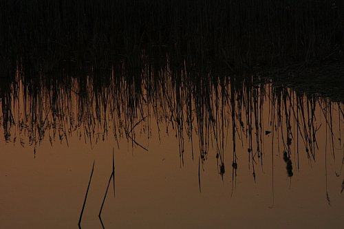 25.04.2013 20:05:50
Kuhschellen - Garchinger Umland - Garchinger.de