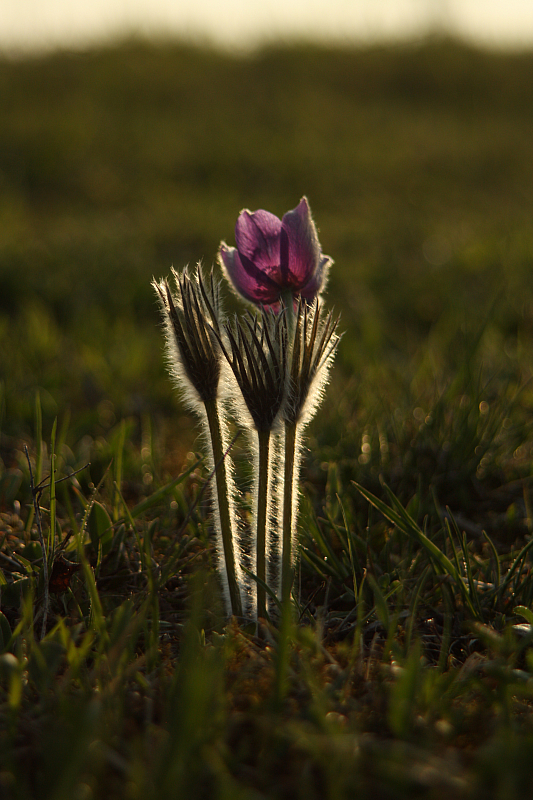 25.04.2013 18:58:44
Kuhschellen - Garchinger Umland - Garchinger.de