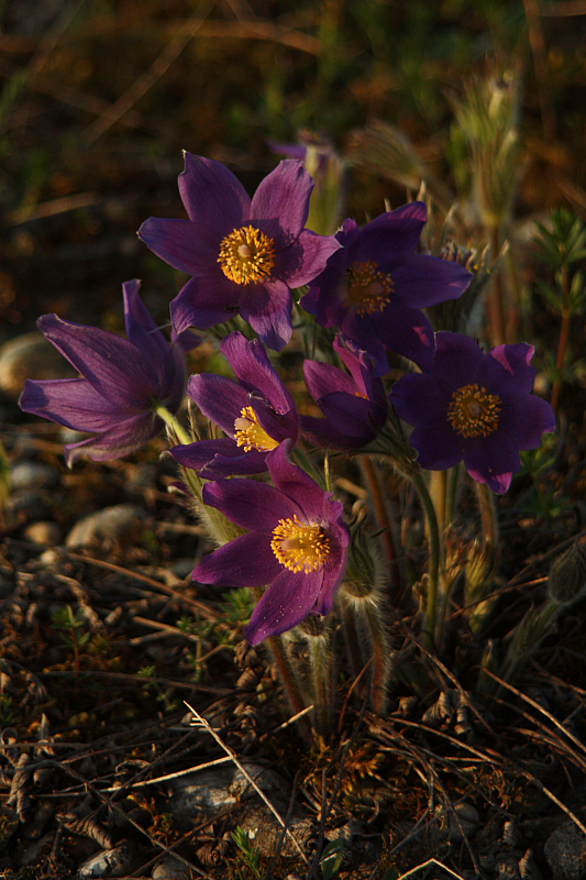25.04.2013 19:02:29
Kuhschellen - Garchinger Umland - Garchinger.de