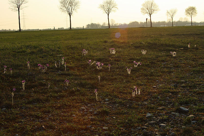 25.04.2013 19:02:55
Kuhschellen - Garchinger Umland - Garchinger.de