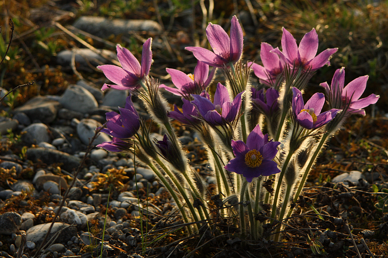 25.04.2013 19:07:01
Kuhschellen - Garchinger Umland - Garchinger.de