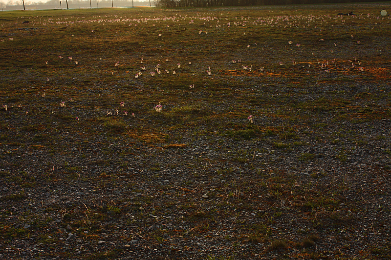 25.04.2013 19:15:48
Kuhschellen - Garchinger Umland - Garchinger.de