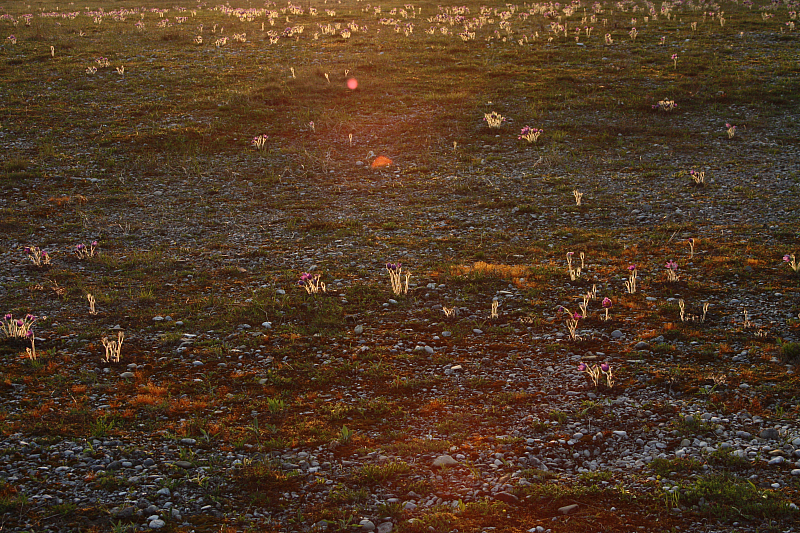 25.04.2013 19:37:07
Kuhschellen - Garchinger Umland - Garchinger.de