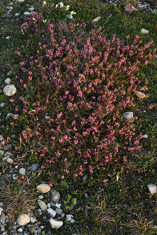 25.04.2013 19:46:07
Kuhschellen - Garchinger Umland - Garchinger.de