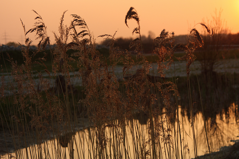 25.04.2013 19:59:56
Kuhschellen - Garchinger Umland - Garchinger.de