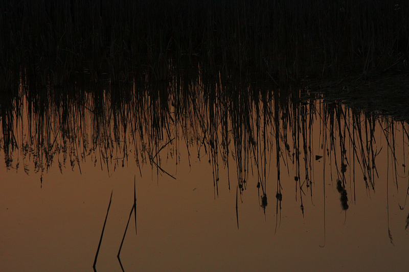 25.04.2013 20:05:50
Kuhschellen - Garchinger Umland - Garchinger.de